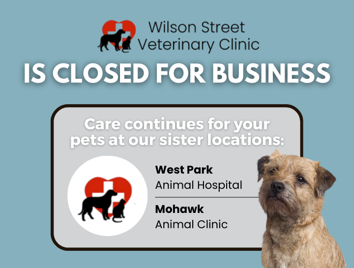 Wilson Street Veterinary Clinic has now permanently closed. 